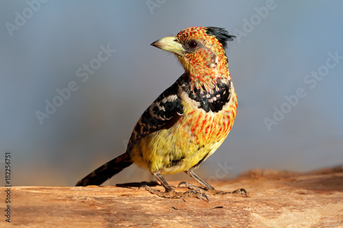 A crested barbet (Trachyphonus vaillantii) sitting on a tree branch, South Africa. photo
