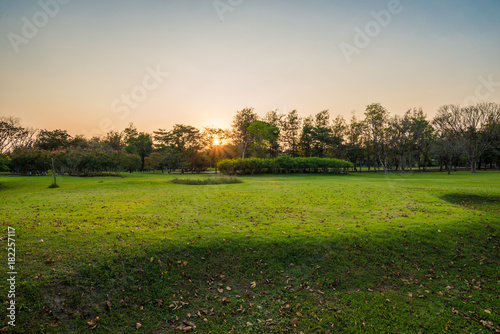 Beautiful park green scenery with meadow grass field