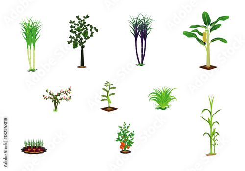 kind of vegetables vector design