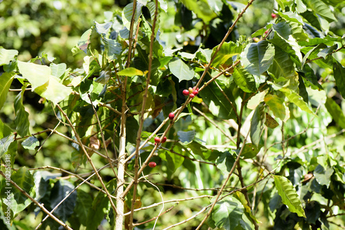 Coffee Plantation on Doi Chang    photo