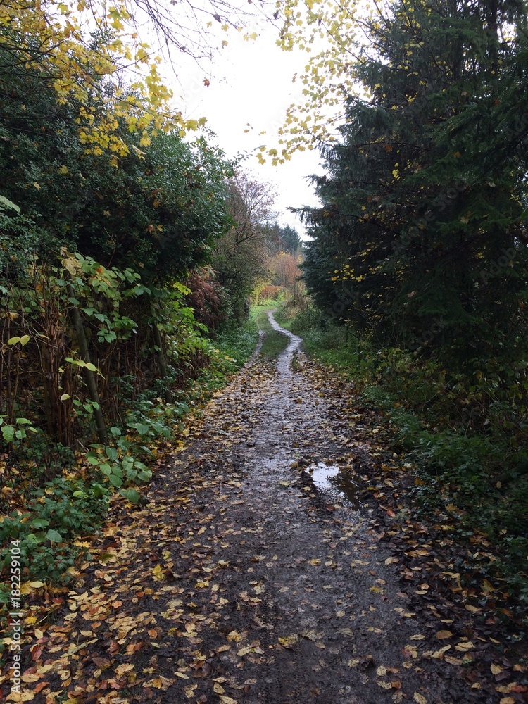 Fototapeta premium Idylle in der Natur an trüben Tag im November