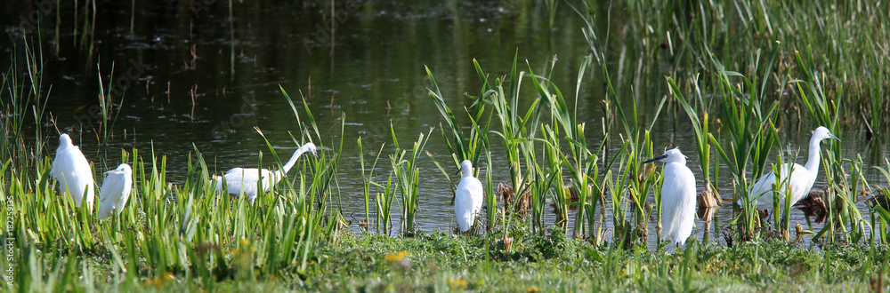 Six Little Egrets (Egretta garzetta) standing at the water's edge, Marazion, Cornwall, UK. Six Little Egrets (Egretta garzetta) standing at the water's edge, Marazion, Cornwall, UK.