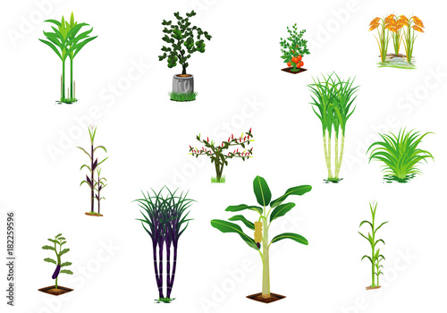 kind of vegetables vector design