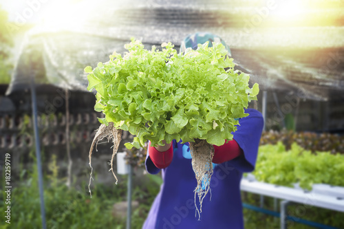 Farmer showing Hydroponics plants. Aeroponics Salad vegetable.