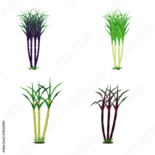 sugarcane plant vector design