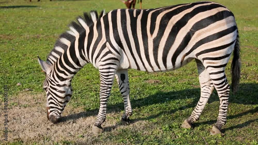Grant's Zebra (Equus quagga boehmi) eating grass Grant's Zebra (Equus quagga boehmi) eating grass