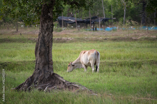 cow eating grass under the tree