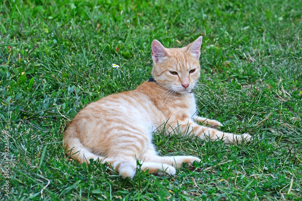 Cat in the grass in summer time Cat in the grass in summer time