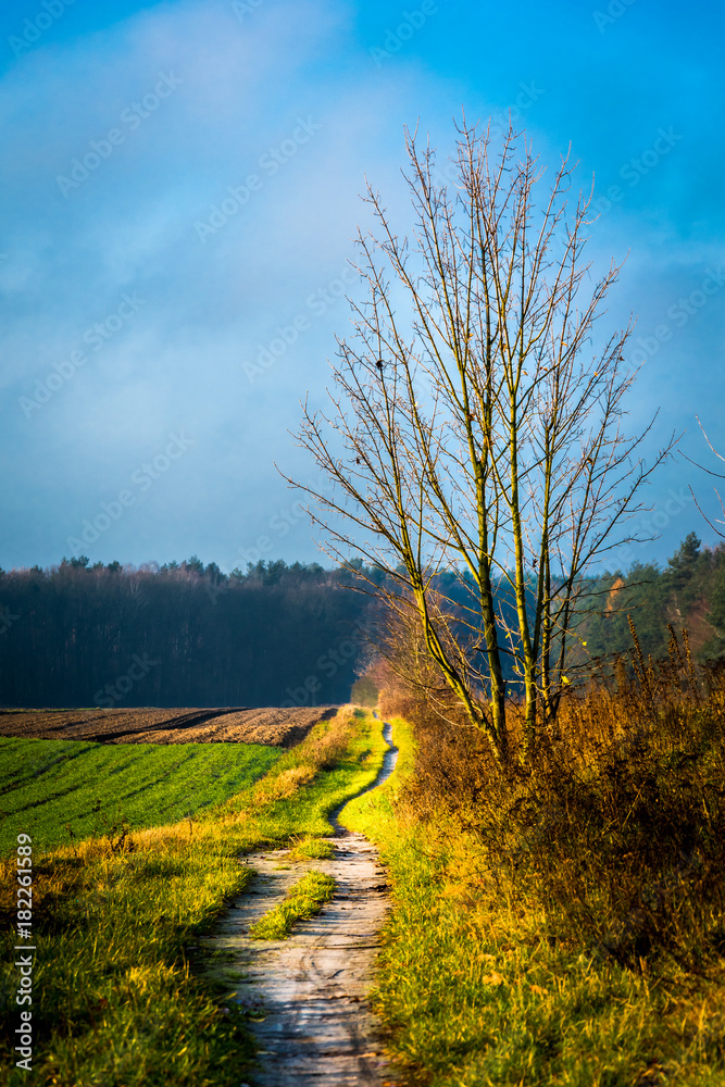 Fototapeta premium Foggy Autumn Landscape