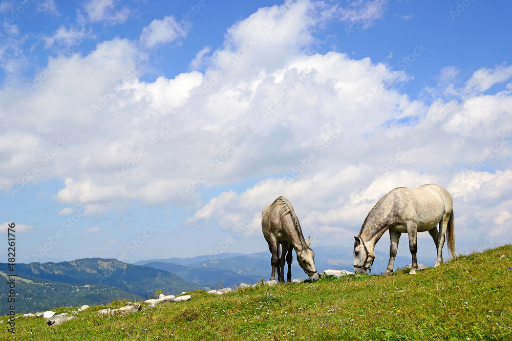 Young horses on the meadow in summer time