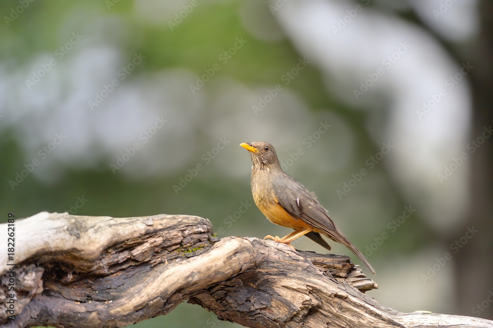 OLIVE THRUSH (Turdus olivaceus) on perch, kazulu Natal, South Africa OLIVE THRUSH (Turdus olivaceus) on perch, kazulu Natal, South Africa