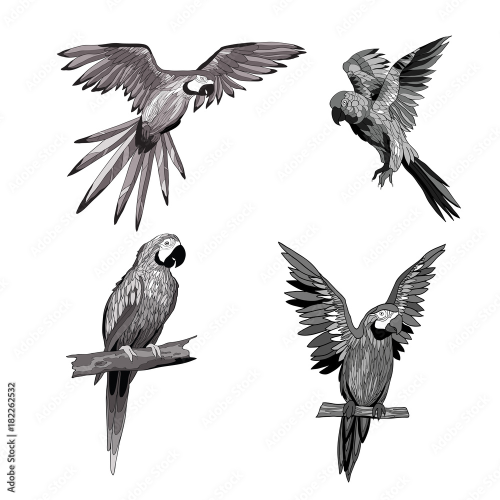 Obraz premium Vector illustration. Seth from parrots in different angles. Black, white, gray.