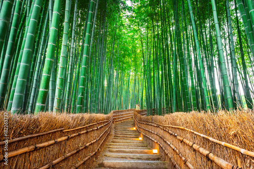 Photos Bamboo Forest in Kyoto, Japan.