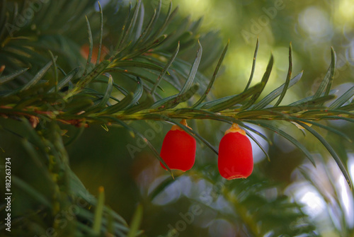 albero di tasso,Taxus baccata,ramo con bacche rosse
