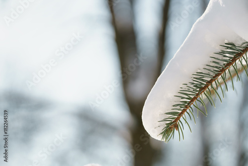 small spruce tree in warm morning after snowfall