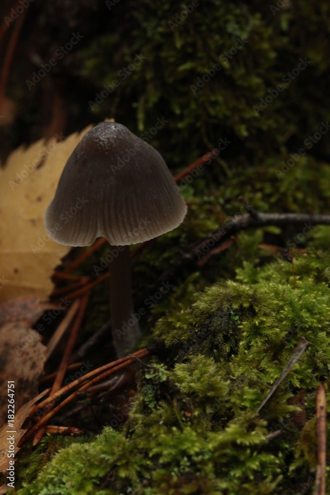 Fototapeta premium mushroom