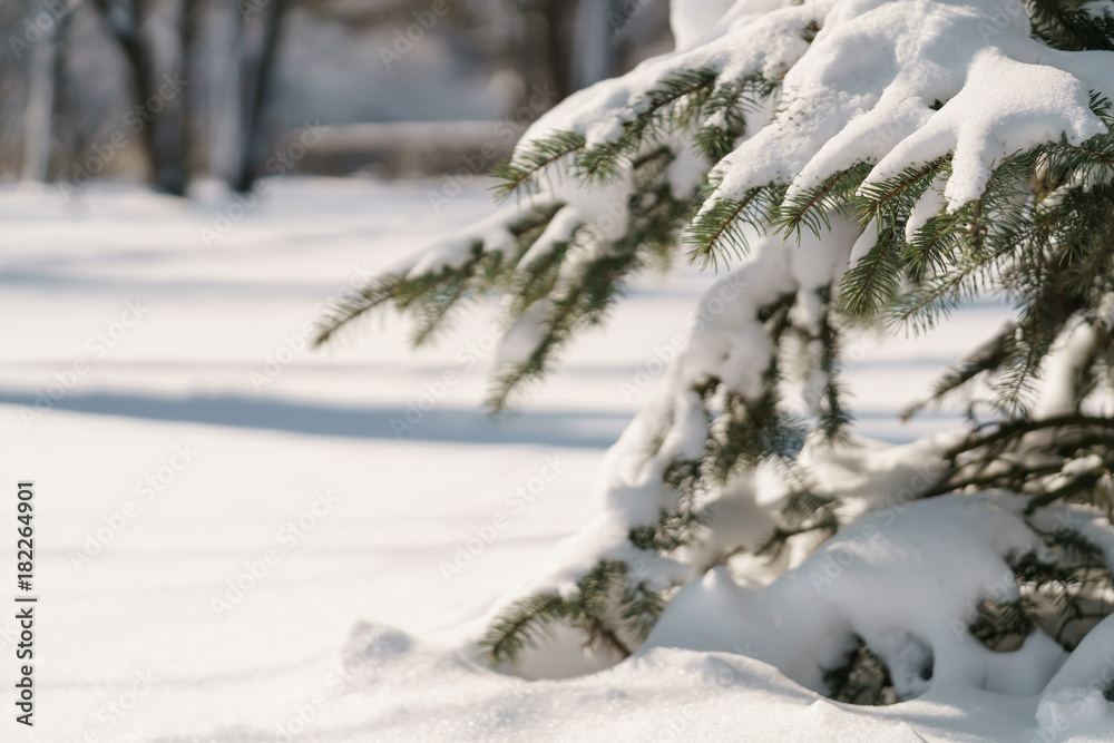 small spruce tree in warm morning after snowfall