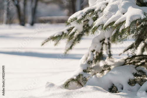 small spruce tree in warm morning after snowfall