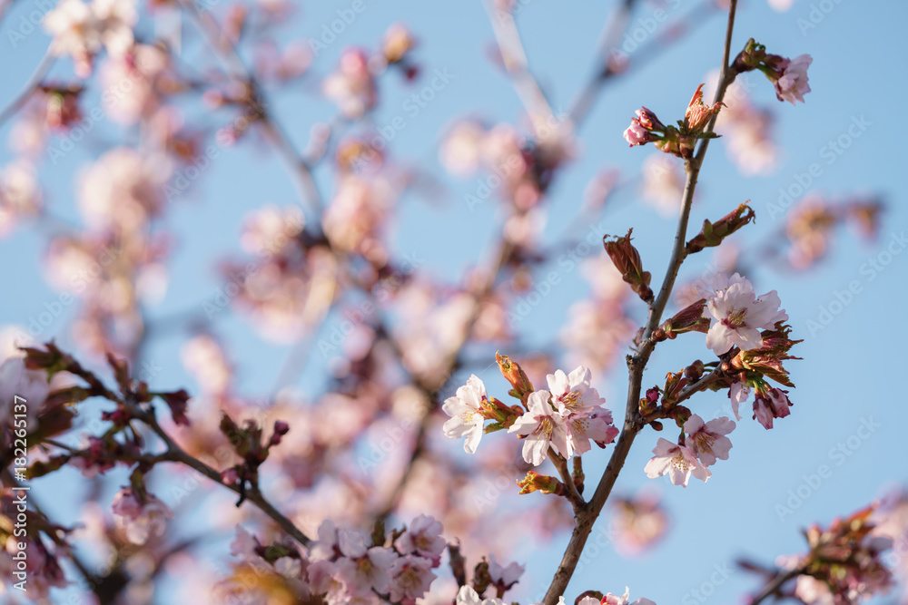 sakura blossom in warm spring morning sakura blossom in warm spring morning