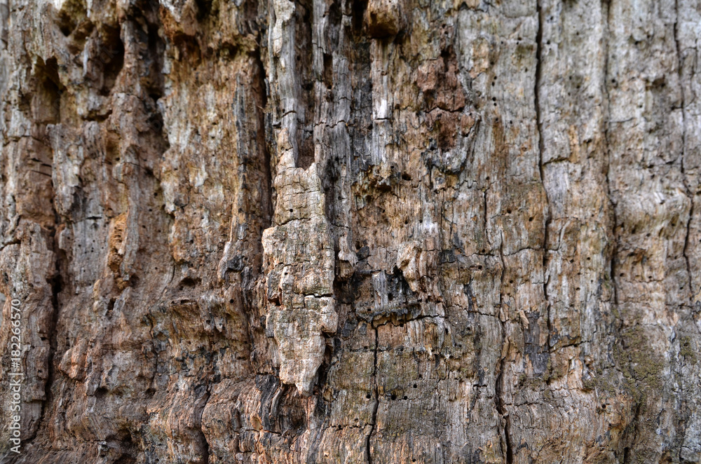 Obraz premium Old tree bark