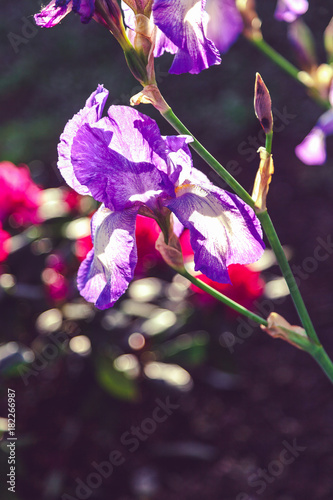 Fototapeta Naklejka Na Ścianę i Meble -  beautiful lilac flower iris closeup