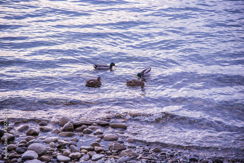Enten