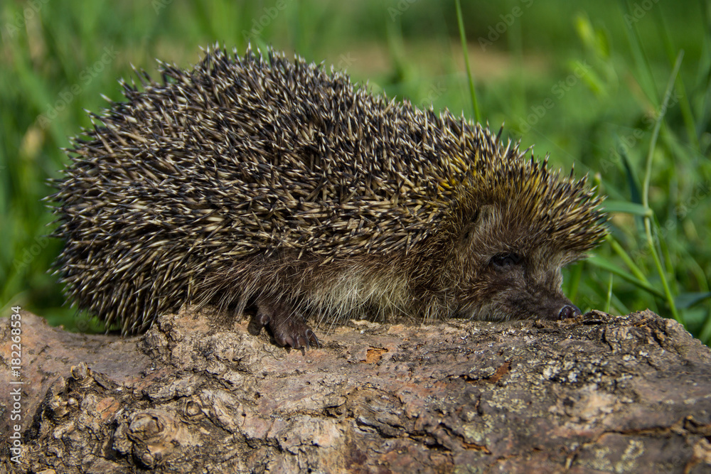 Fototapeta premium Young prickly hedgehog on the log