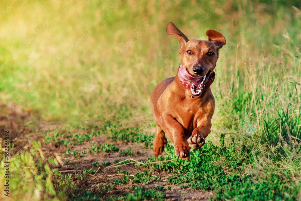smiling dachshund dog running towards