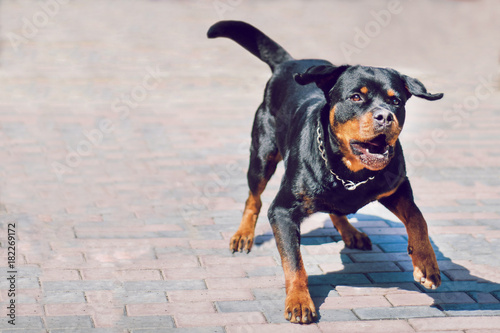 Angry rottweiler dog barking. Dog is protecting its territory.