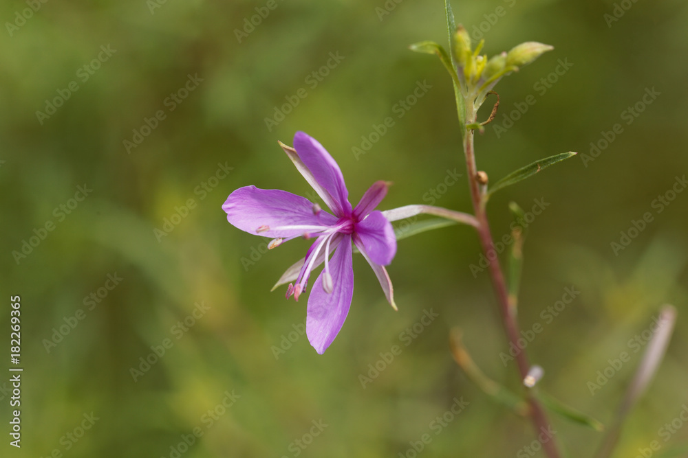 Obraz premium The willowherb Epilobium dodonaei