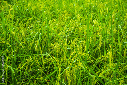 Rice plantation agricultural organic farm