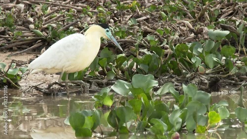 Capped heron ( Pilherodius pileatus) hunting between water hyacinth, Pantanal wetlands, Brazil. photo