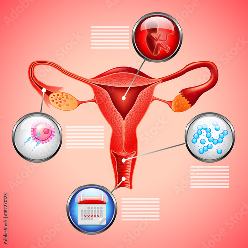 infographics with uterus and other objects on red background vector