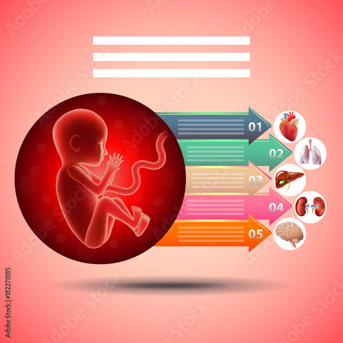pregnancy infographics fetus with organs development on red background vector