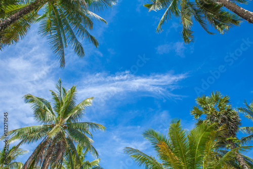 frame of coconut palm trees with blue sky