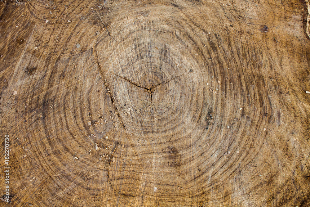 Wood texture background, wooden bark close up. Grunge textured image Wood texture background, wooden bark close up. Grunge textured image