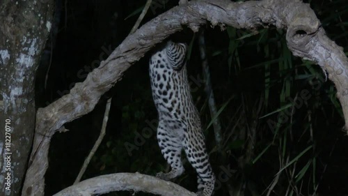 Ocelot (Leopardus pardalis) at night  climbing in tree, Pantanal wetlands, Brazil. Low angle tracking shot photo