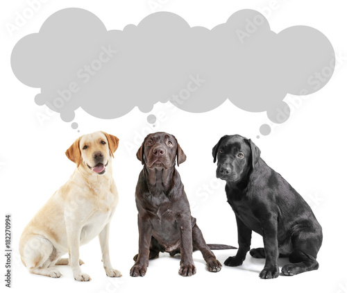 Cute Labrador Retriever dogs and space for text on white background