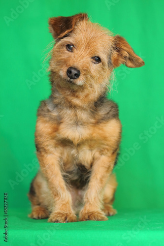 un chien yorkshire en position assis à l'écoute avec la tête penchée et avec le regad attentif sur fond vert