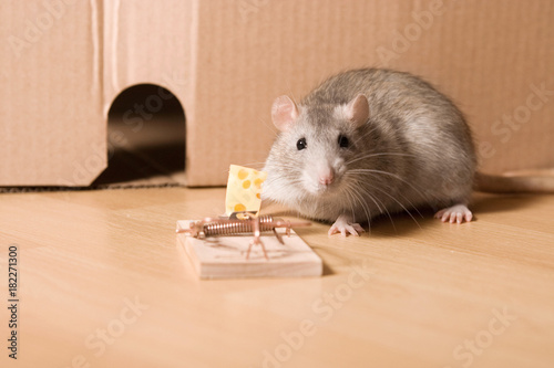 mouse trap, cheese in mousetrap and rat near hole