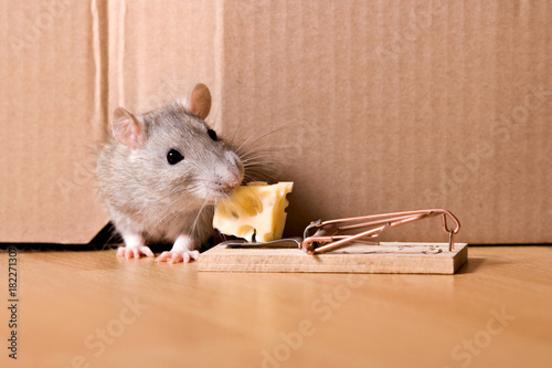 Bild auf Leinwand mouse trap, rat in hole eating cheese in mousetrap