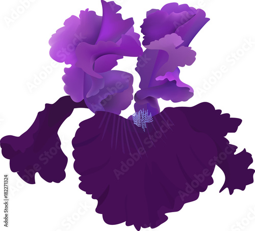 Fototapeta Naklejka Na Ścianę i Meble -  Purple Iris Flower Isolated on White Background.