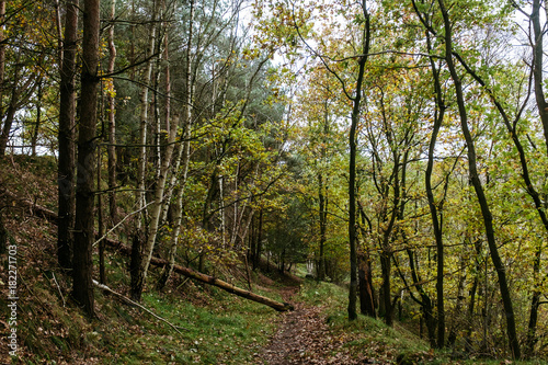 Herbstlicher Wald-Spaziergang in Norddeutschland © Till Heidrich