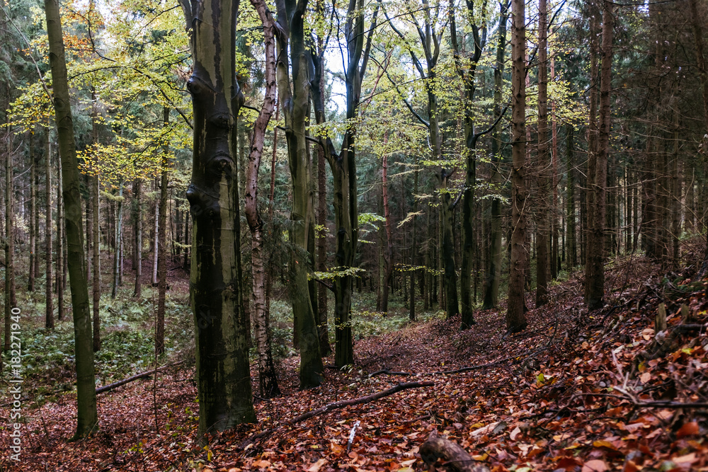 Fototapeta premium Herbstlicher Wald-Spaziergang in Norddeutschland