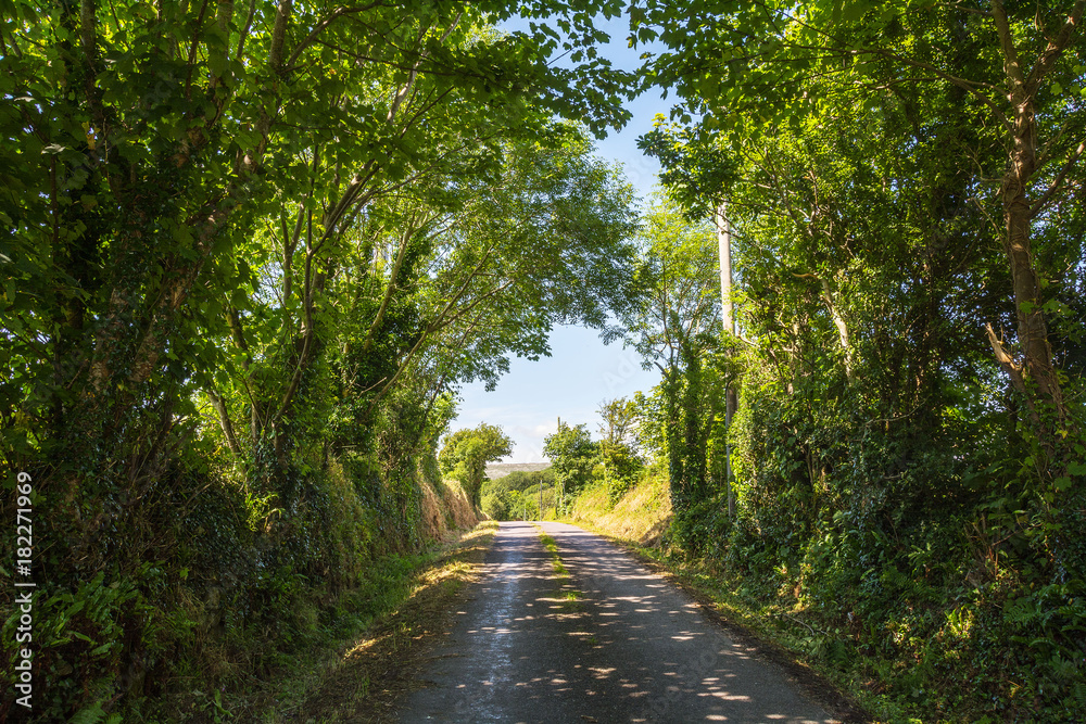 Fototapeta premium Country Lanes in County Cork, Ireland