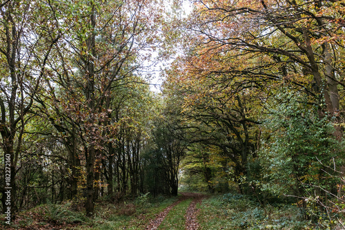 Herbstlicher Wald-Spaziergang in Norddeutschland