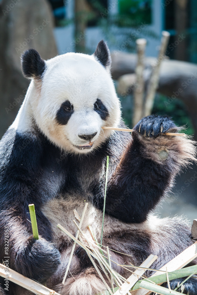 Obraz premium Giant panda eating bamboo