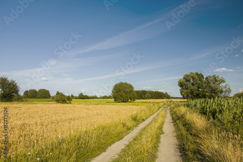 Road through fields of corn and cereals