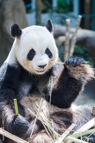 Fototapeta Naklejka Na Ścianę i Meble -  Giant panda eating bamboo