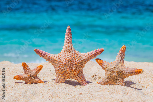 Three starfish on beach